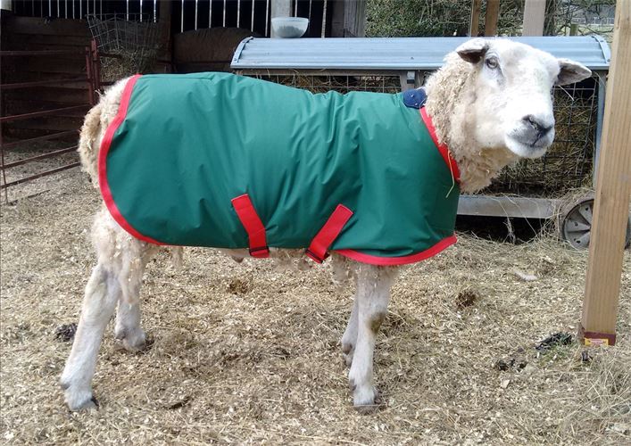 Rugworks Equine Clothing